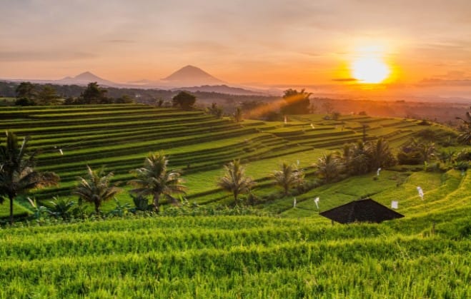 Bali_RiceField 658w 416h