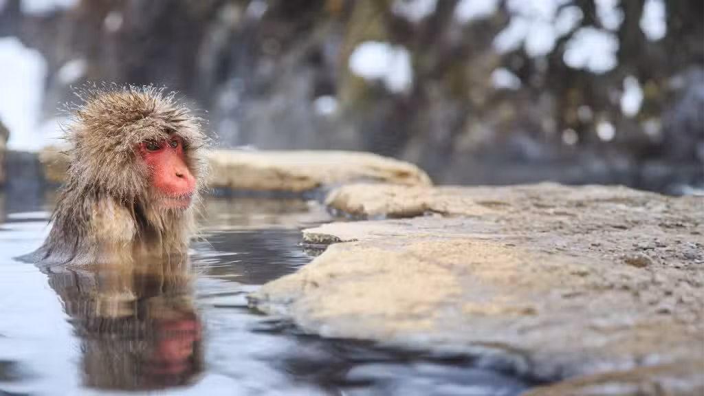 snow monkey in Nagano, Japan